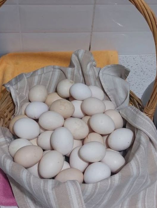Ovos caseiros e biológicos