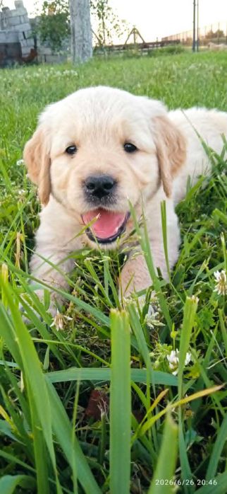 Kremowa suczka Daisy z rodowodem rasy Golden Retriever