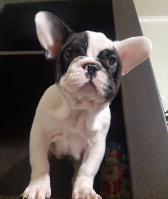 Французский бульдог.девочка