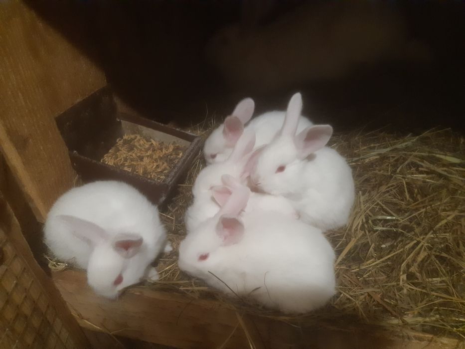 Termondzkie białe wysyłka