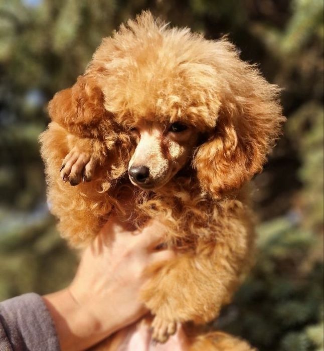 Той пудель мальчики