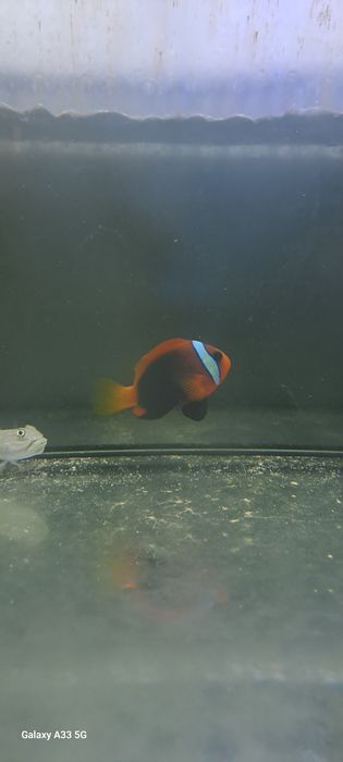 Amphiprion melanopus "M"