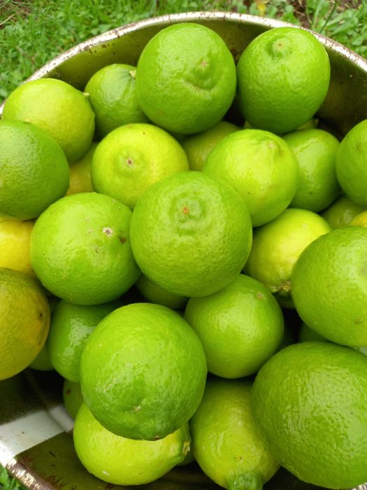 Limas biologicas64584406823171120