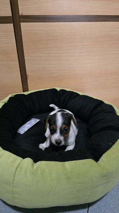 Jack russell puro