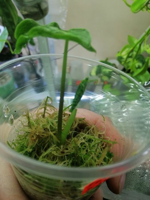 Алоказия Teletubbies ( телепузик)