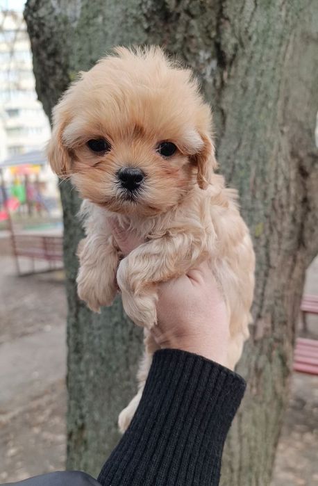 Міні мальтипу F 1, дівчинка, темна карамель, Бебі фейс , ексклюзив