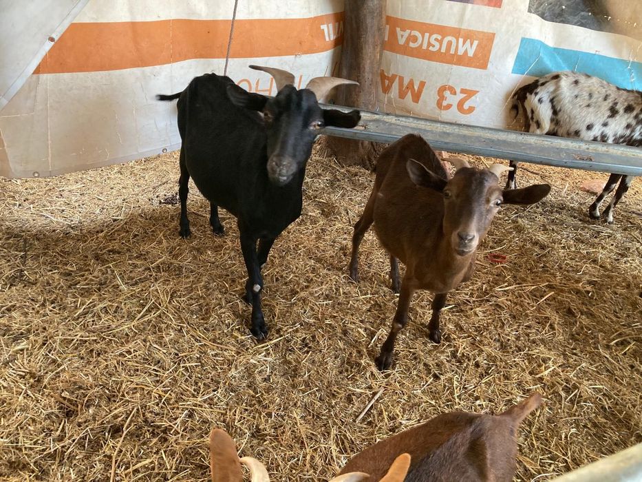 Vende-se cabras