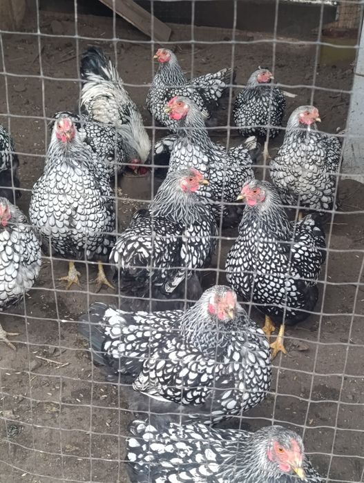 Продам сім'ю Віандота