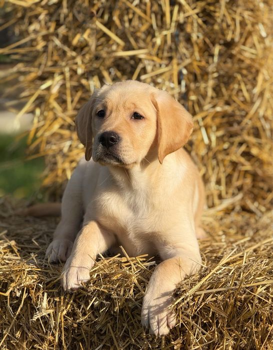 Дівчинка лабрадор ретривер. Метрика КСУ