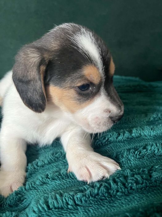 Oddam pieski - mama beagle
