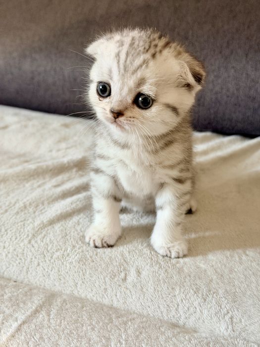 Шотландські кошенята