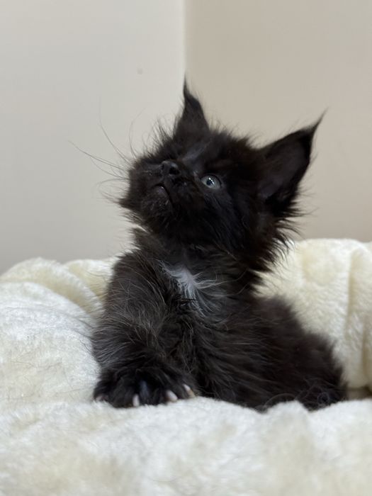 Kociak Cassie rasy Maine Coon