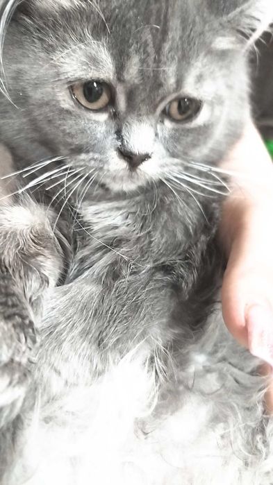 Котик, Мася, кастрирован и приучен до лотка