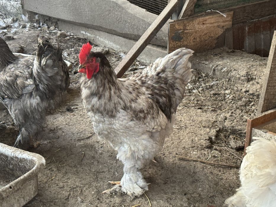 Кури кохінхін пара