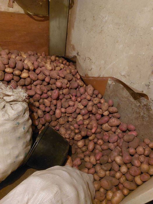 Продам домашню картоплю різних сортів