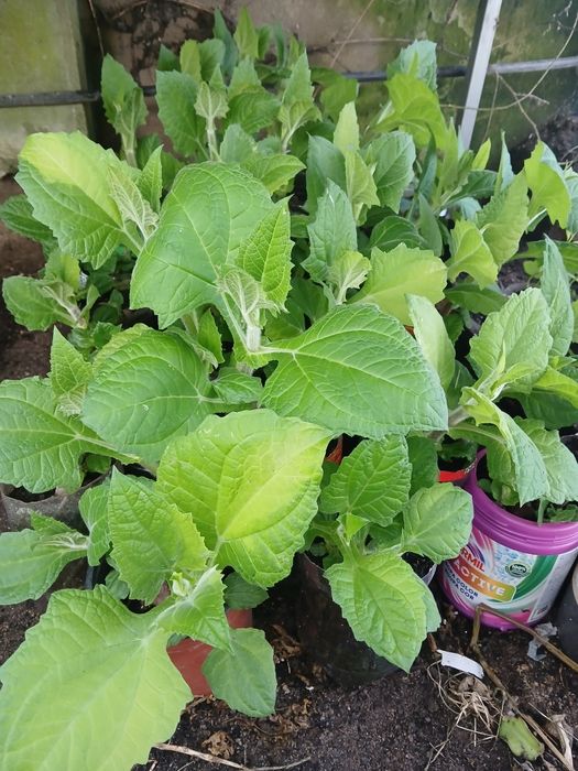 Plantas YACON  em vasos sabor a pêra