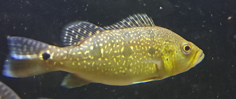 Vendo 5 especies de cichlas