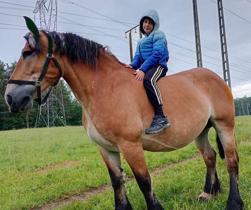 Klacz zimnokrwista PKZ  źrebna ze źrebakiem