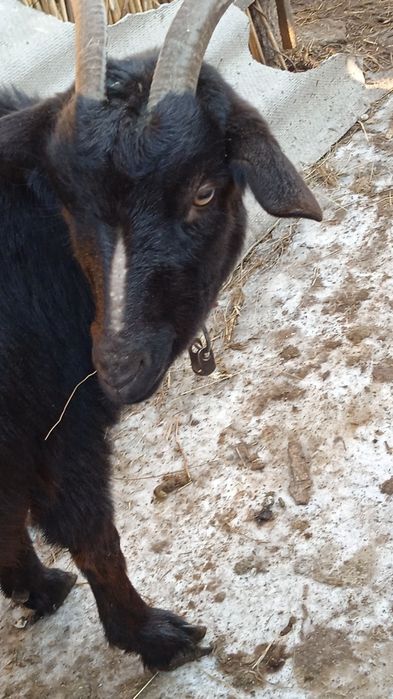 Продам козу!!!Нубійської породи