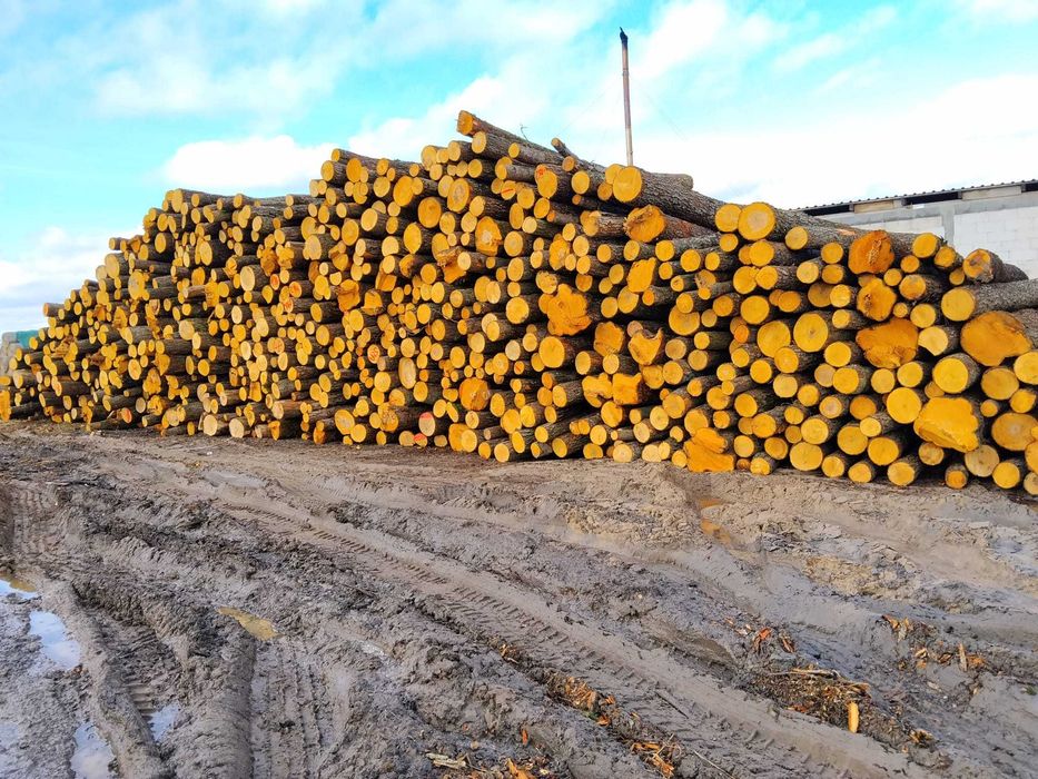 drewno kominkowe opałowe buk dąb brzoza grab sosna