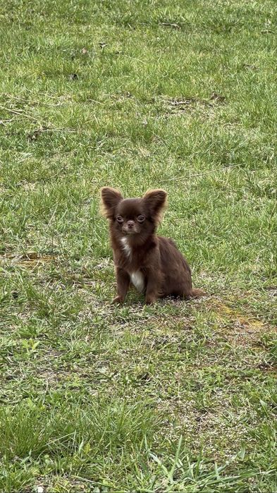 Міні дівчинка чихуахуа