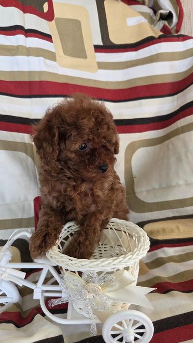 Девочка той пудель