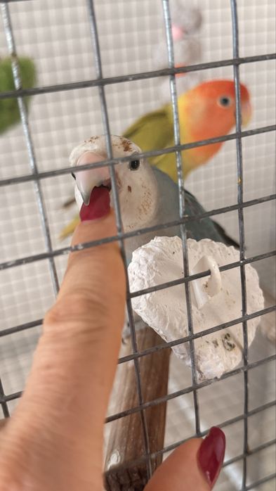 Vendo casal de Agapornis domesticado