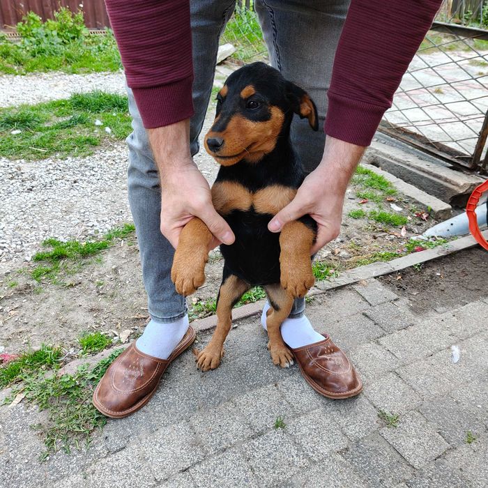 Suczki do wydania