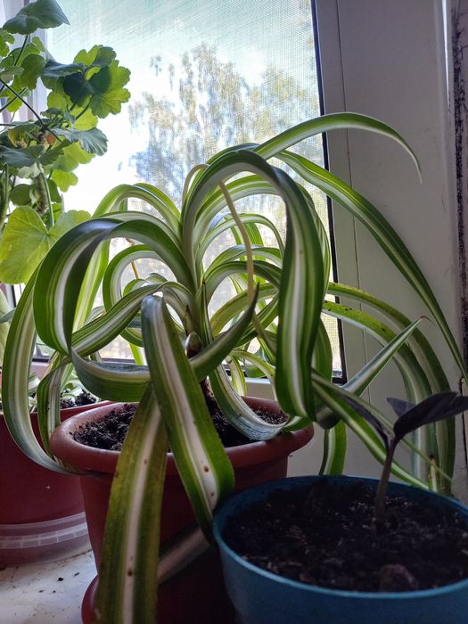 Денежное дерево(толстянка,черенки с корешками),хлорофитум.