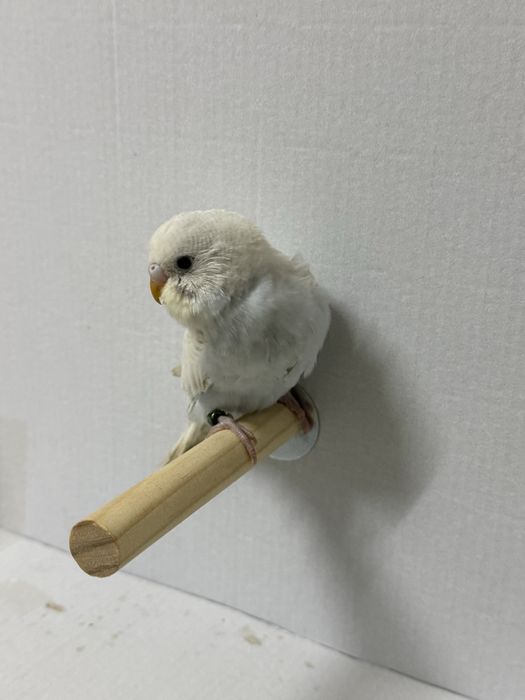 Periquitos australianos criados a mão