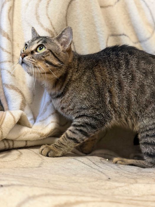 Безкоштовно - молодий 8-місячний кастрований котик.