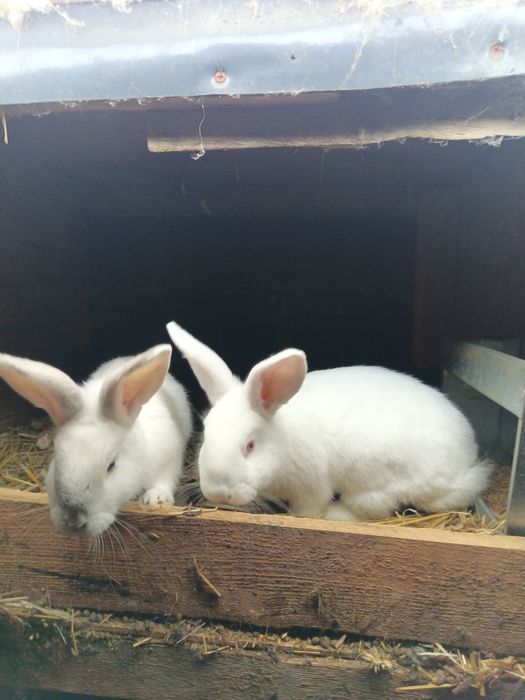 Króliki dorosłe jak i młode matki z mlodymi