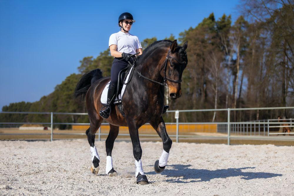 Stanówka wyjątkowym ogierem PRE