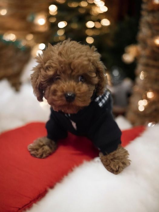 Pudel Toy miniaturka samiec po 2 szczepieniu do odbioru bad genetyczne