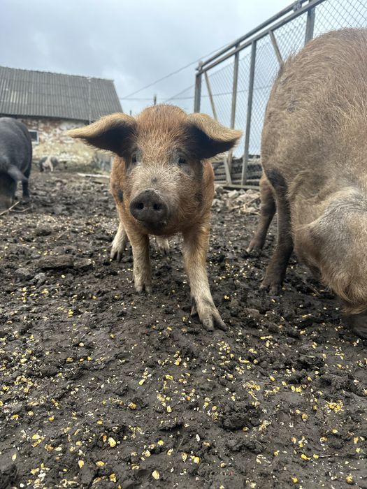 Мангали мангальскі свині вʼєтнамські