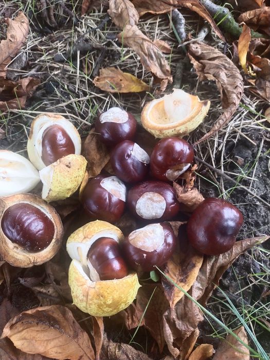 Kasztany świeże ozdobne eko 4kg