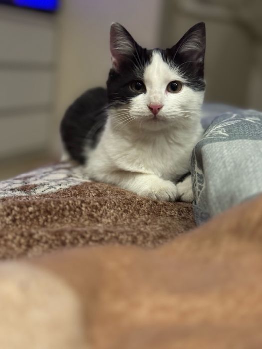 Киця 4 місяці в добрі руки