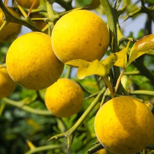 Лимон Понцирус трьохлистковий