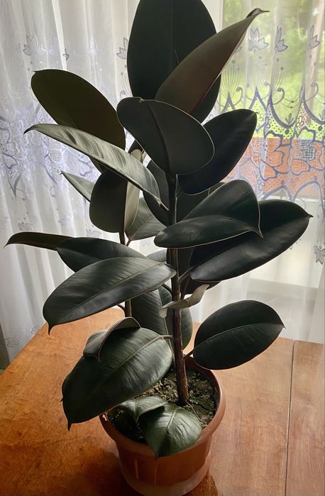 Продам фікус на дві гілки