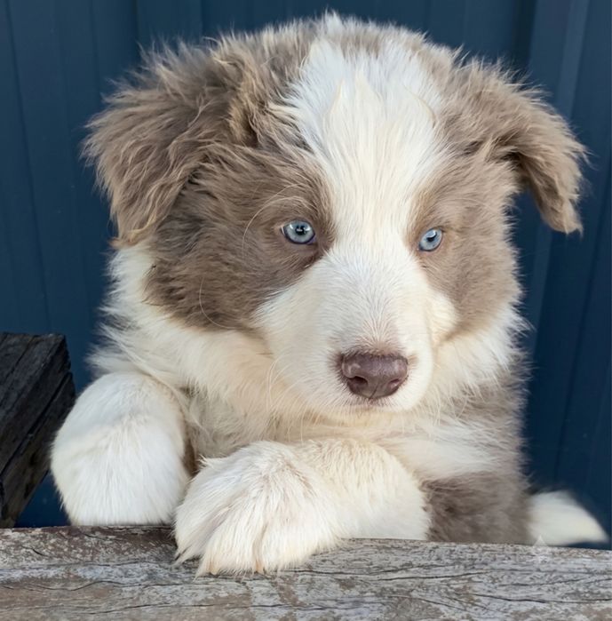 Border Collie Lilac
