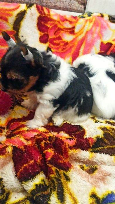 Бивер Йорк мальчик и девочка