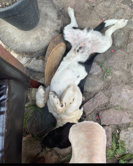 Zaginął piesek! Nagroda dla znalazcy!!!