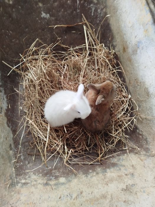 Coelhos anões novos