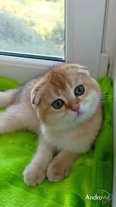 Шикарный вислоухий котик золотая шиншилла