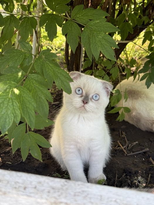 Котик хлопчик шотландський фолд