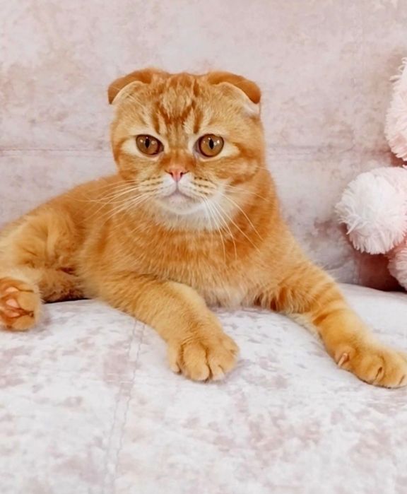 Шотландський хлопчик фолдик