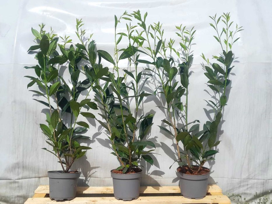 Prunus! Laurowiśnia! Sadzimy! Caucasica! do 200 cm! Novita! Elly!