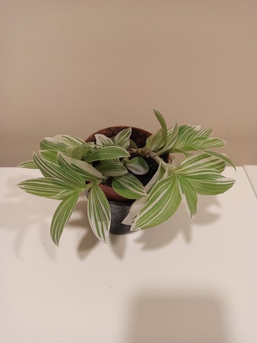 Roślina doniczkowa Trzykrotka zielono-biała, piękna