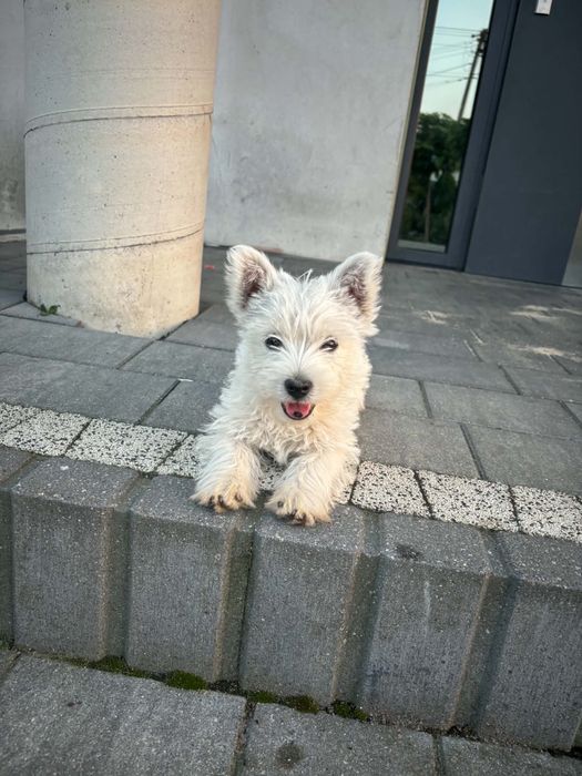 West highland white terrier