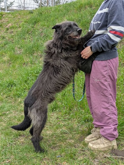 Kudłaty Mefisto czeka na swojego człowieka. ADOPTUJ